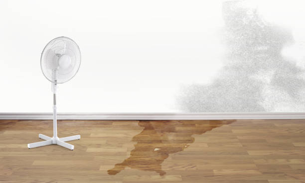 Best Basement water damage restoration  in Big Sky, MT