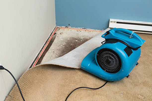 Best Professional water damage repair  in Big Sky, MT